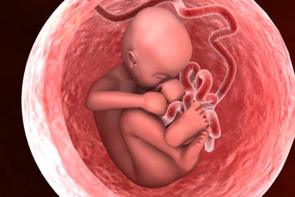 Human fetus inside the womb. 3d illustration